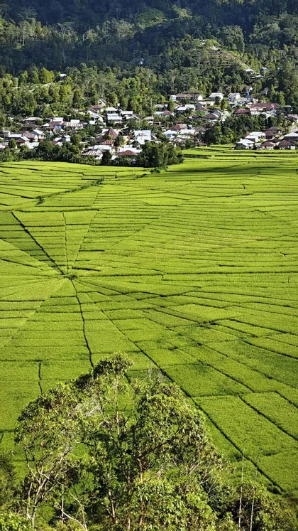 Luftaufnahme von leuchtend grünen, spinnennetzartigen Reisfeldern mit einem Dorf am Fuße eines bewaldeten Hügels.