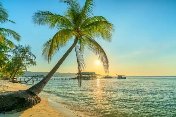 Una palma inclinata su una spiaggia sabbiosa, con il sole che tramonta sull'oceano e un pontile di legno sullo sfondo.