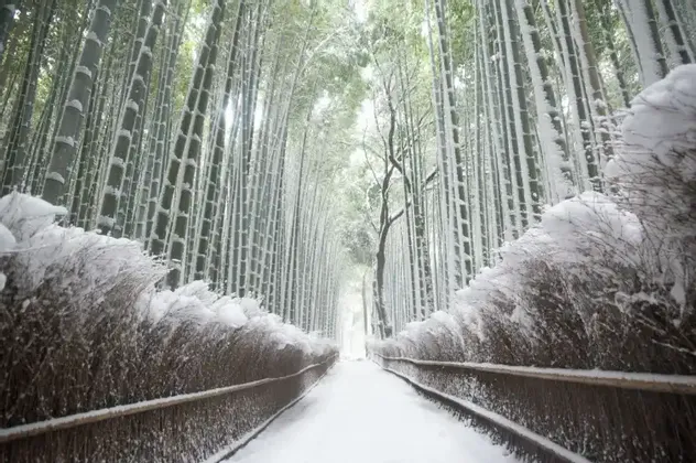 Un sentiero innevato si snoda attraverso un'alta foresta di bambù con la neve aggrappata ai fusti.