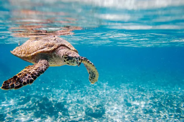 Una tartaruga marina nuota appena sotto la superficie dell'oceano limpido e turchese.