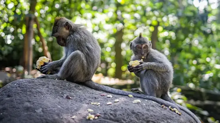 Deux singes gris sont assis sur un grand rocher, mangeant des morceaux de fruits dans une forêt luxuriante et verdoyante.