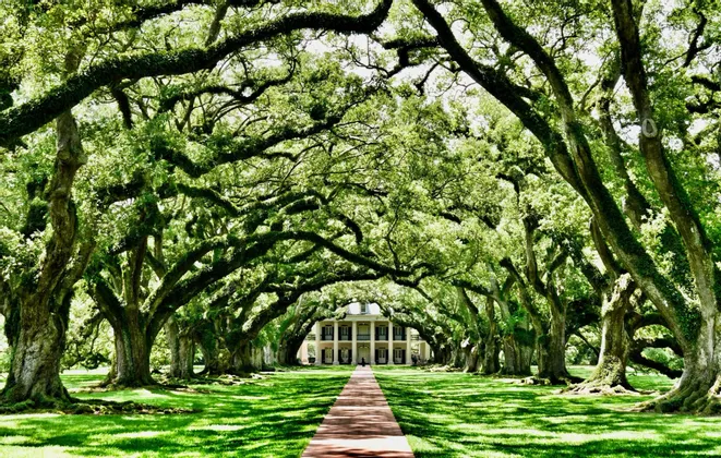 A long brick path leads to a large, columned mansion through an avenue of ancient, moss-covered oak trees.