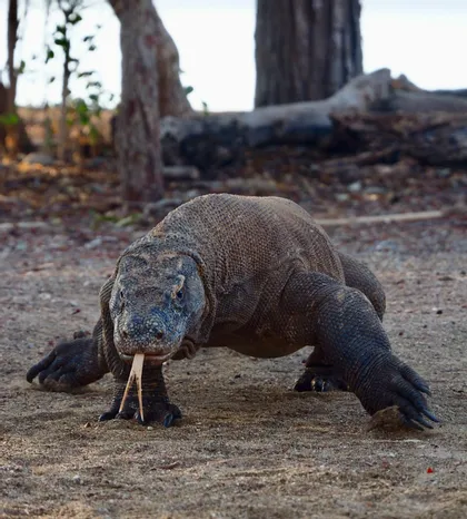 Un dragon de Komodo marche sur un sol sablonneux, face à la caméra, la langue fourchue sortie.