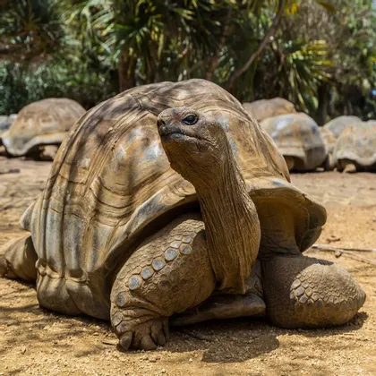 Un primer plano de una tortuga gigante sentada en el suelo con el cuello extendido, con otras tortugas borrosas en el fondo.