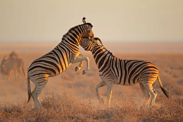 Due zebre giocosamente lottano in una savana polverosa al tramonto, con una che si impenna e un piccolo uccello appollaiato sulla sua testa.