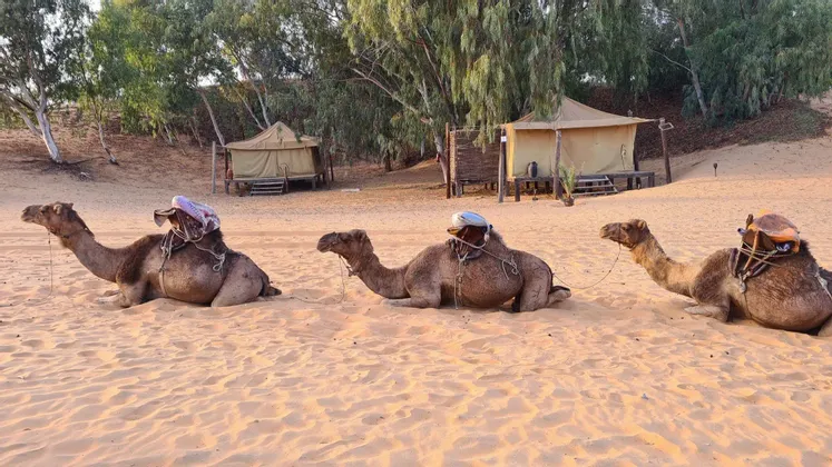 Drei gesattelte Kamele ruhen im Sand einer Wüste mit Safari-Zelten und Bäumen im Hintergrund.