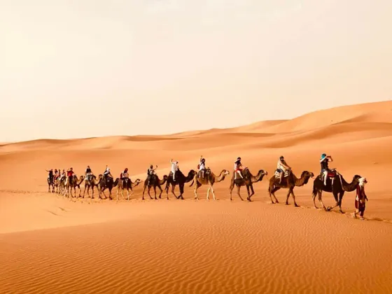 Eine WeRoad-Gruppenreise, bei der Kamele in einer Reihe über weite, orangefarbene Sanddünen reiten.
