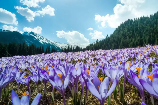 Une vue en contre-plongée d'un champ de crocus violets en fleurs dans une prairie de montagne, avec des sommets enneigés et une forêt de pins à l'arrière-plan.