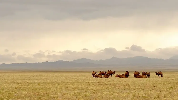Eine Herde baktrischer Kamele ruht auf einer weiten Grassteppe mit einer Bergkette im fernen Hintergrund unter einem bewölkten Himmel.