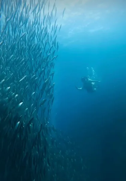 Una persona nuota sott'acqua accanto a un grande e denso banco di pesci in acque blu profonde.
