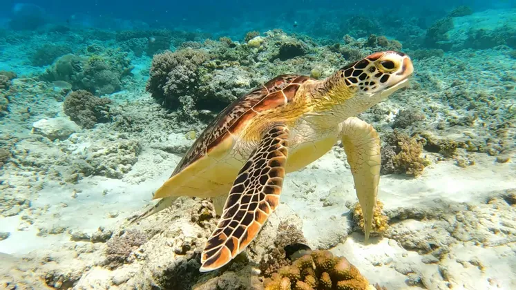 Una tartaruga marina verde nuota sopra una barriera corallina sul fondale sabbioso sotto acqua cristallina.