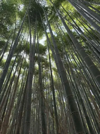 Una vista dal basso che guarda in alto attraverso alti fusti di bambù verde verso la volta illuminata dal sole e il cielo.