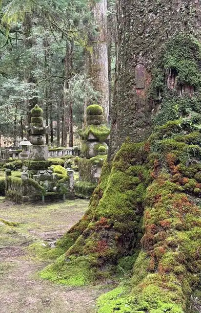 La base muschiosa di un grande tronco d'albero si erge di fronte a diverse lanterne di pietra ricoperte di muschio in una foresta.