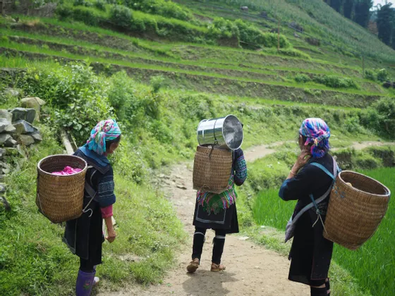 Vista da dietro di tre donne in abiti tradizionali che camminano su un sentiero sterrato, trasportando cesti accanto a campi terrazzati verdi.