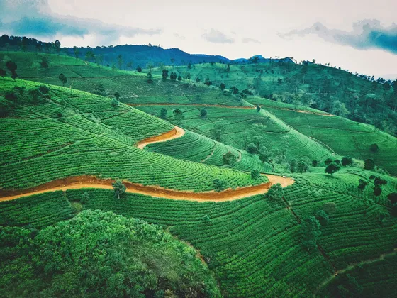 Una strada sterrata tortuosa serpeggia tra verdi piantagioni di tè a terrazze che coprono dolci colline sotto un cielo nuvoloso.