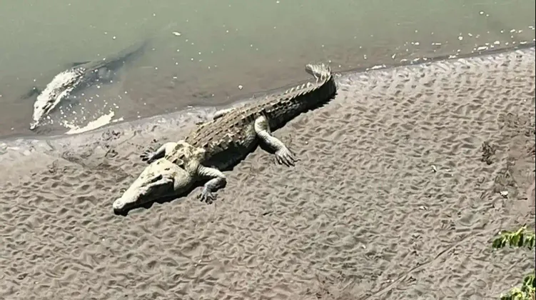 Da un'angolazione elevata, un coccodrillo riposa su una riva sabbiosa del fiume mentre un altro è parzialmente immerso nell'acqua.