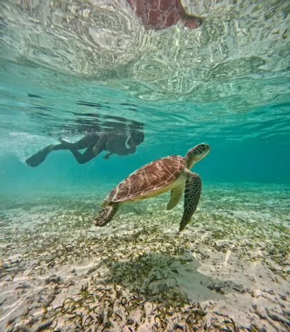 A sea turtle swims underwater over a sandy seabed, closely followed by a person snorkeling in clear water.