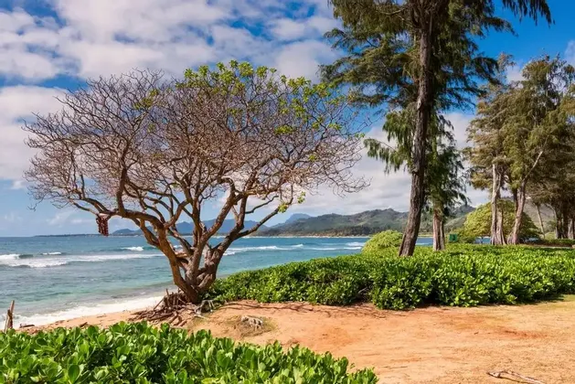 Un albero con rami contorti su una spiaggia sabbiosa si affaccia sull'oceano, con montagne visibili attraverso l'acqua sotto un cielo nuvoloso.