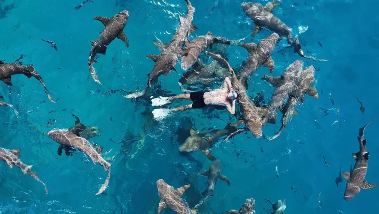Vista aérea de un hombre flotando de espaldas, rodeado de numerosos tiburones en agua turquesa.