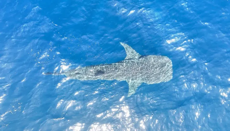 Vista aérea de un tiburón ballena nadando justo bajo la superficie del brillante océano azul.