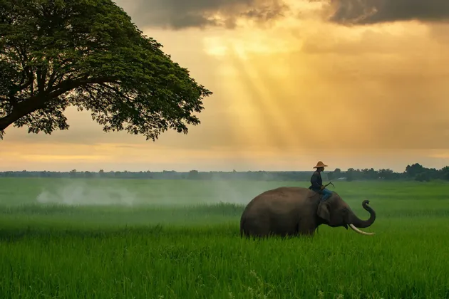 Eine Person mit Strohhut reitet auf einem Elefanten mit Stoßzähnen durch ein üppiges grünes Feld unter einem goldenen, bewölkten Himmel mit Sonnenstrahlen.