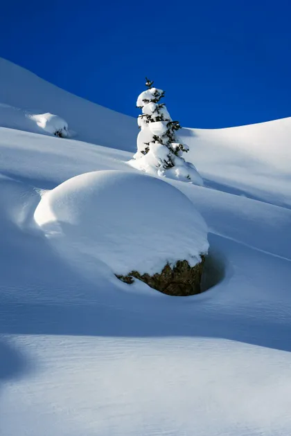 Un piccolo pino e un grande masso sono coperti di neve spessa su un fianco di collina sotto un cielo azzurro chiaro.