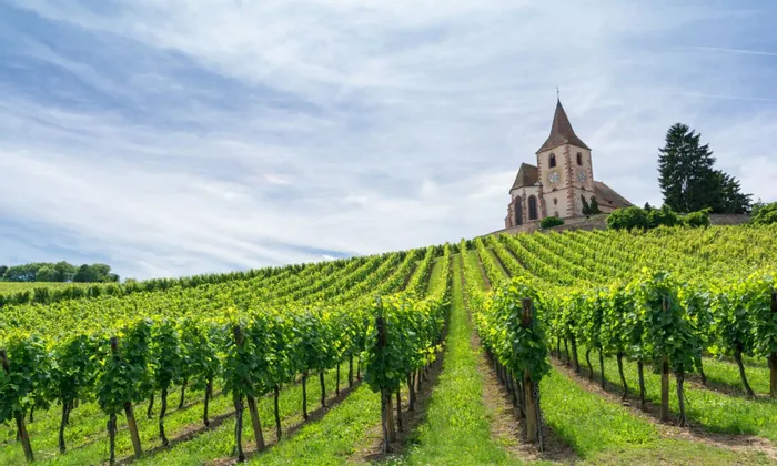 Üppige grüne Weinreben ziehen sich einen Hügel hinauf zu einer Steinkirche mit Kirchturm unter einem teilweise bewölkten Himmel.