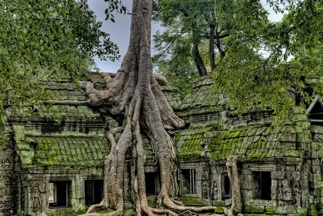 A large tree with thick, sprawling roots grows over an ancient stone temple ruin covered in green moss, surrounded by jungle foliage.