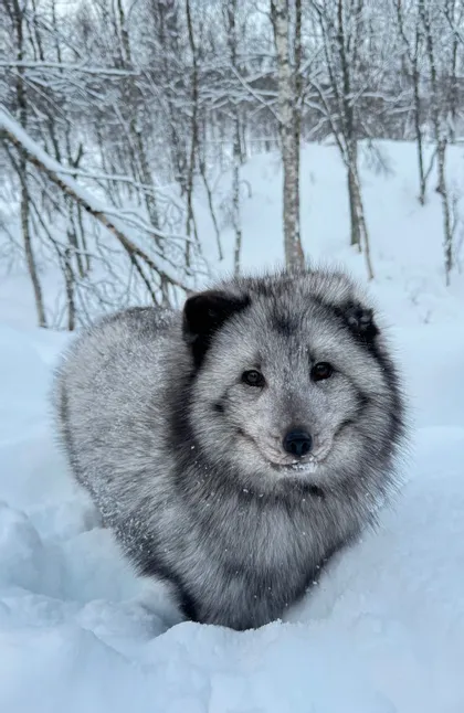 Ein flauschiger, grau-schwarzer Polarfuchs steht im Tiefschnee und blickt in die Kamera, mit Winterwald im Hintergrund.