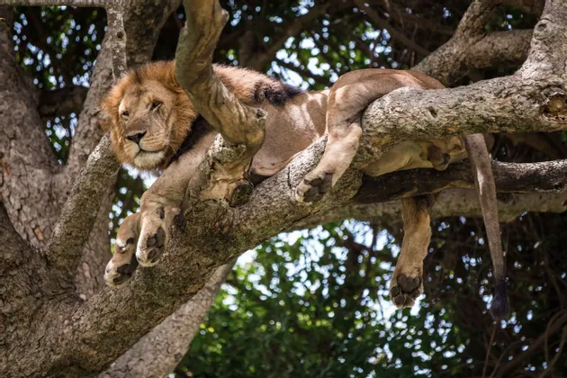 Un leone maschio con una folta criniera riposa su un grosso ramo di un albero, con le zampe e la coda penzoloni.