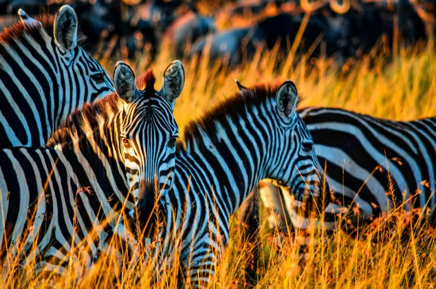 Una mandria di zebre tra l'erba alta e dorata, illuminata dalla calda luce del tramonto.