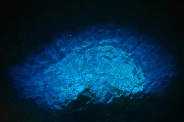 Plancton bioluminiscente que brilla con un azul vibrante en el agua oscura por la noche, creando ondas de luz.