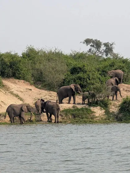 Eine Herde Elefanten, darunter ein Kalb, steht an einem sandigen, buschbewachsenen Flussufer direkt am Wasser.