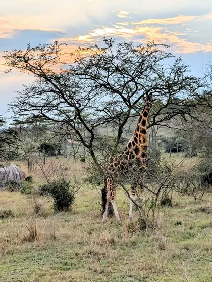 Una giraffa alta mangia foglie da un grande albero in una savana erbosa al tramonto.