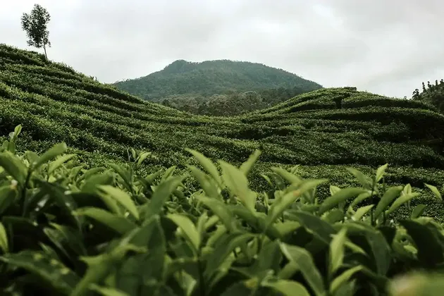 Un primo piano di foglie di tè verde con una vasta piantagione di tè a terrazze che copre dolci colline sotto un cielo nuvoloso.