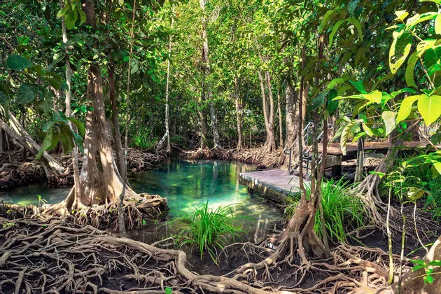 Una chiara piscina naturale turchese in una foresta di mangrovie illuminata dal sole, con radici di alberi aggrovigliate e una piccola piattaforma di legno a bordo acqua.