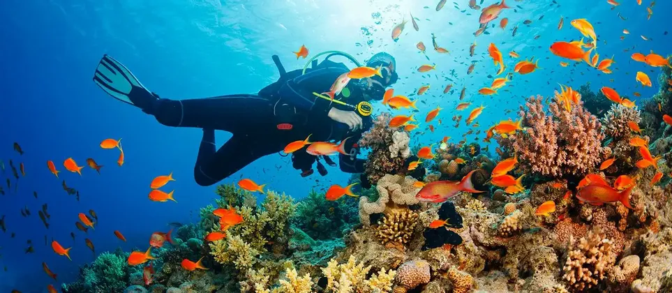 Un subacqueo nuota sott'acqua sopra una barriera corallina brulicante di pesci arancioni vivaci.