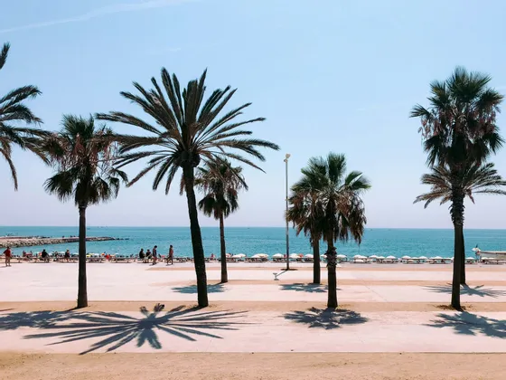 Diverse palme proiettano ombre su un ampio lungomare accanto a una spiaggia sabbiosa con un mare blu calmo sotto un cielo sereno.