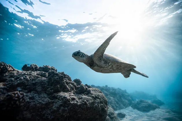 Una tartaruga marina nuota su una scogliera rocciosa sott'acqua mentre la luce del sole filtra dalla superficie.