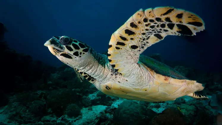 Un primo piano di una tartaruga marina con macchie gialle e nere sulla testa e sulle pinne, che nuota in acqua blu profondo.