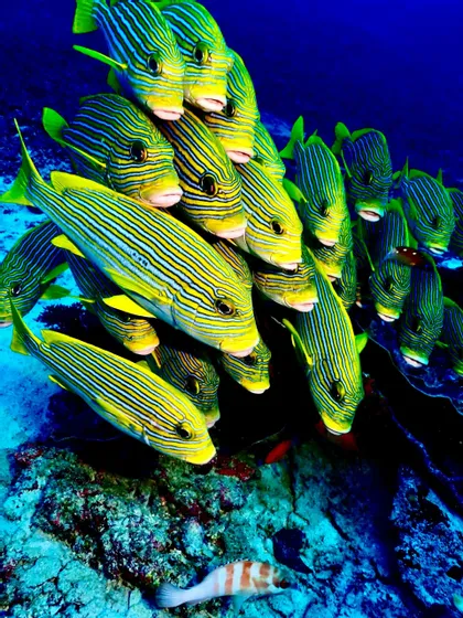 Un banco di pesci a strisce gialle e blu che nuotano insieme su una barriera corallina rocciosa in acque blu profonde.