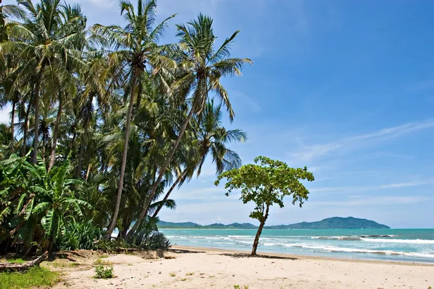 Una scena di spiaggia tropicale con un palmeto, un alberello solitario sulla sabbia e onde che lambiscono la riva.