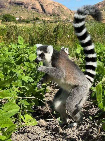 Un lemure dalla coda ad anelli adulto con un cucciolo sulla schiena sta in piedi sul terreno e mangia una foglia verde da un cespuglio in un campo soleggiato.