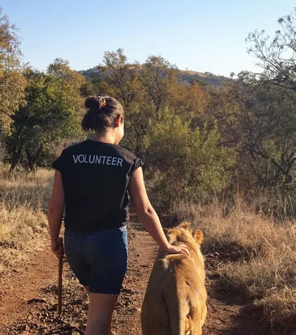 Un bénévole vu de dos marche sur un chemin de terre avec un jeune lion, lui caressant le dos dans une zone herbeuse et boisée.