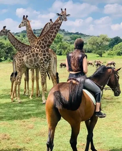 Une cavalière casquée observe un troupeau de girafes dans une savane verdoyante.
