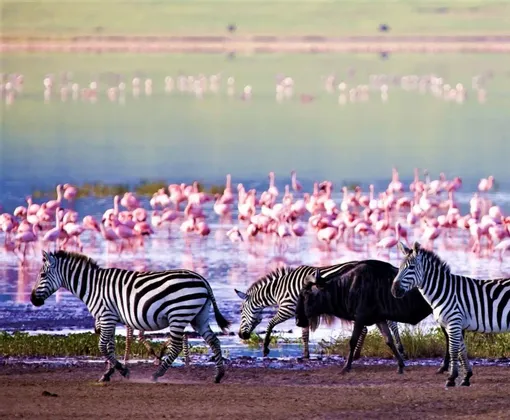 Varias cebras y un ñu caminan a lo largo de la orilla de un lago con una gran bandada de flamencos rosados en el agua.