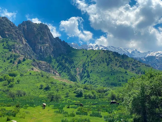 Kühe weiden in einem saftig grünen Tal am Fuße hoher Berge, mit schneebedeckten Gipfeln in der Ferne unter einem bewölkten Himmel.