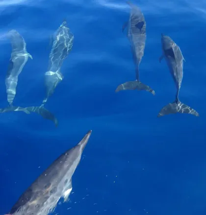 Un branco di delfini che nuota appena sotto la superficie di un vibrante oceano blu.