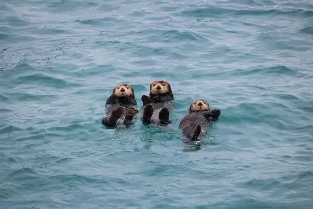 Three sea otters float on their backs together in the light blue, rippling water.