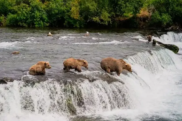 Three brown bears walk in a single file line along the rocky edge of a waterfall in a river.
